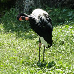 Animal Kingdom