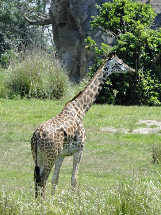 Animal Kingdom