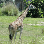 Animal Kingdom