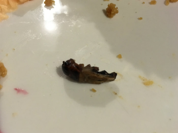 Crickets