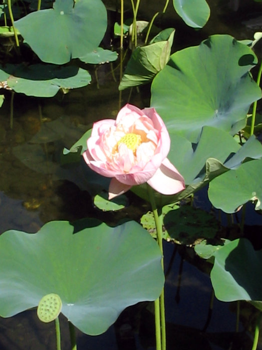 Chinese Garden