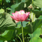Chinese Garden