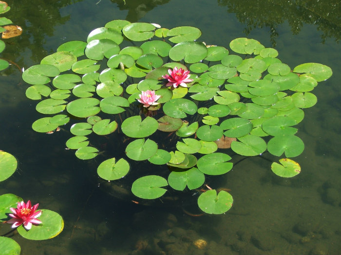 Chinese Garden
