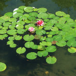 Chinese Garden
