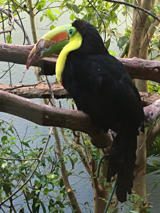 National Aviary