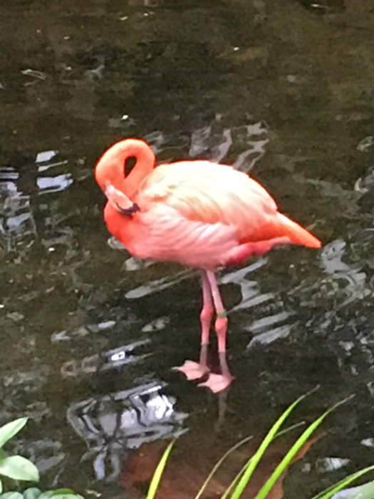 National Aviary