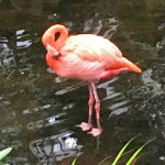 National Aviary