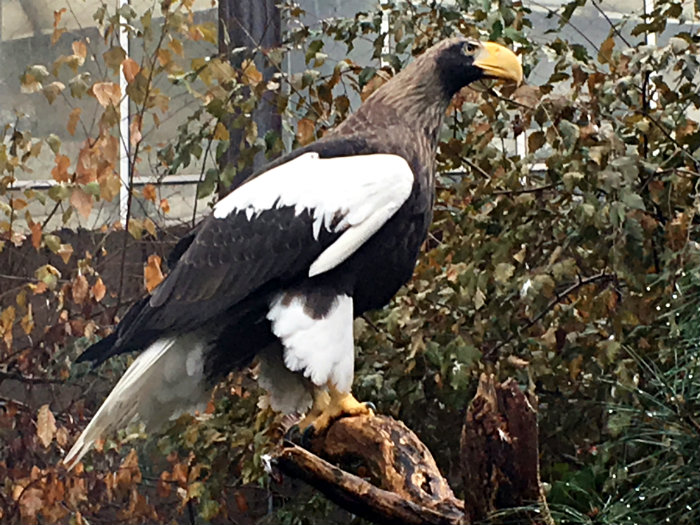 National Aviary