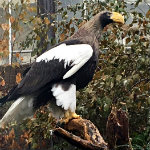 National Aviary