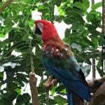 National Aviary