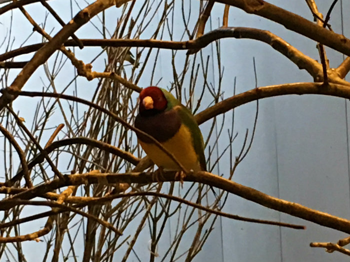 National Aviary
