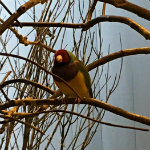 National Aviary