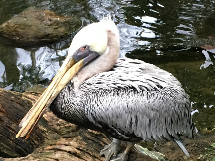 National Aviary