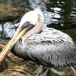 National Aviary