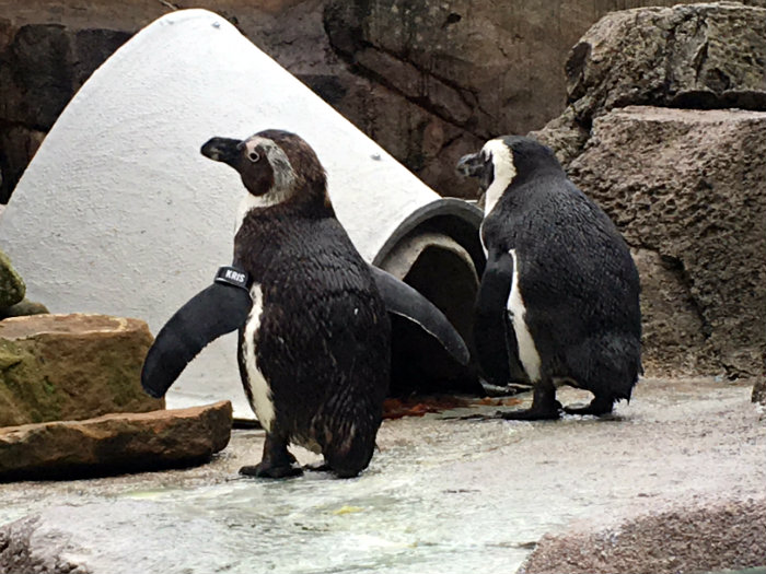 National Aviary