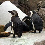 National Aviary