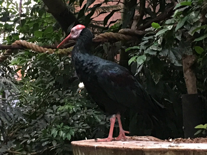 National Aviary