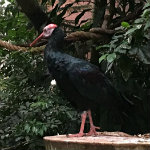 National Aviary