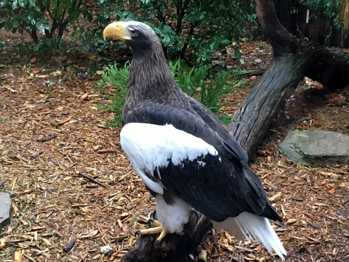 National Aviary