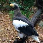 National Aviary