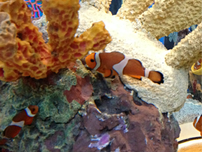 Aquarium of the Smokies