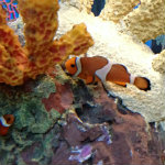 Aquarium of the Smokies