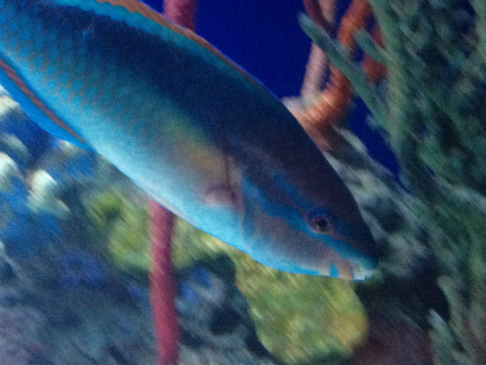 Aquarium of the Smokies