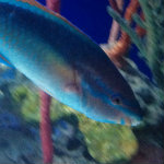 Aquarium of the Smokies