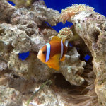 Aquarium of the Smokies