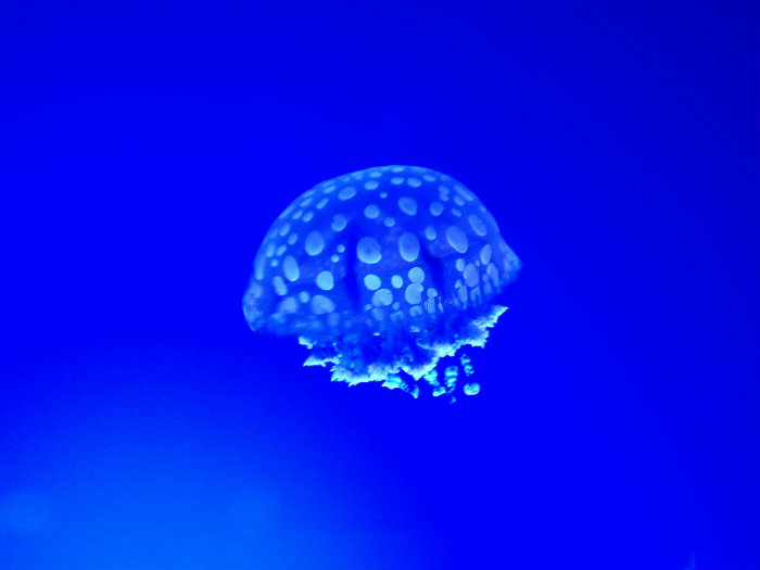 Aquarium of the Smokies