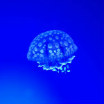 Aquarium of the Smokies