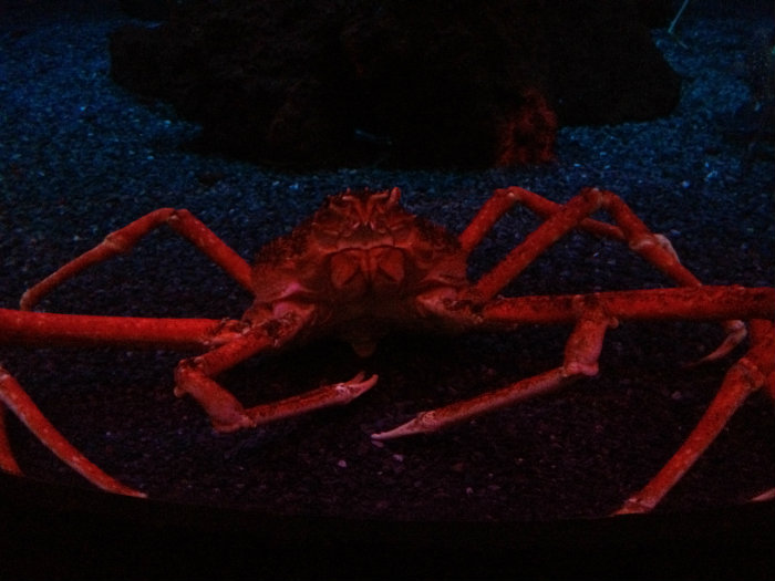 Aquarium of the Smokies
