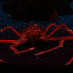 Aquarium of the Smokies