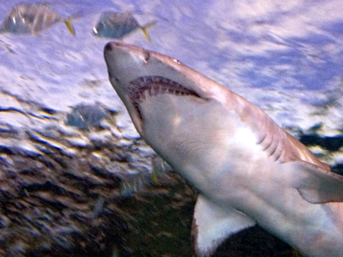 Aquarium of the Smokies