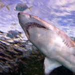 Aquarium of the Smokies