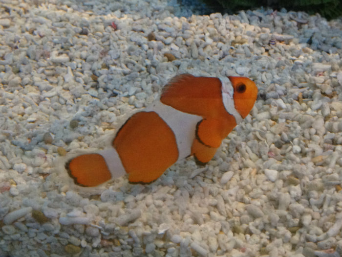 Aquarium of the Smokies