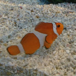 Aquarium of the Smokies