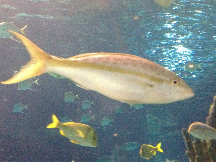 Aquarium of the Smokies