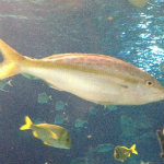 Aquarium of the Smokies