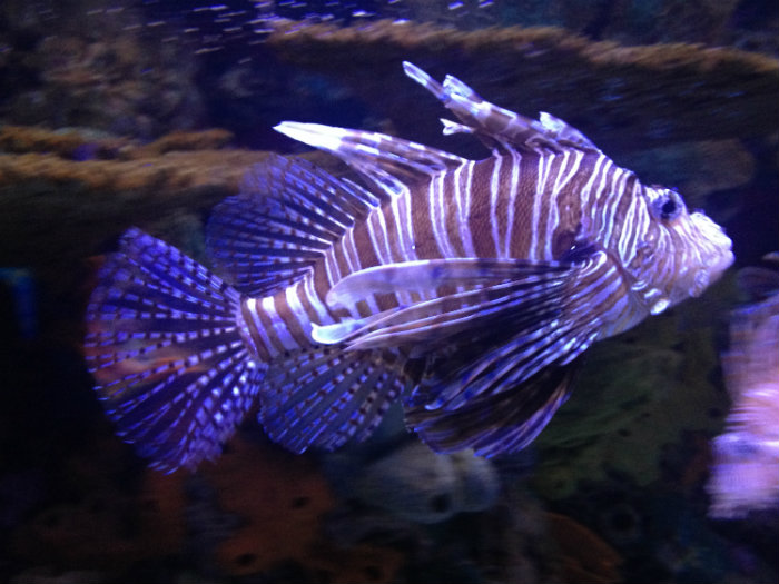 Aquarium of the Smokies