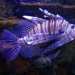 Aquarium of the Smokies