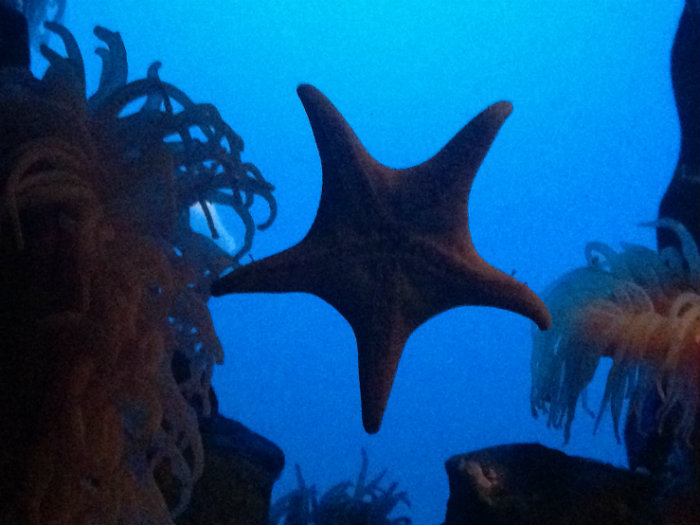 Aquarium of the Smokies