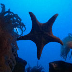 Aquarium of the Smokies