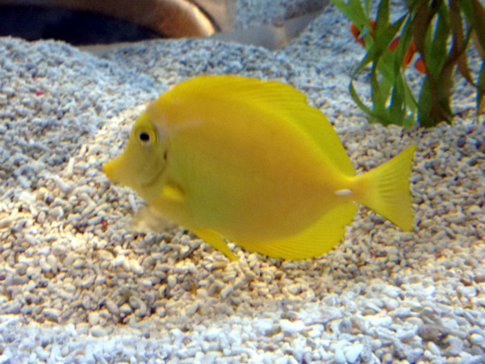 Aquarium of the Smokies