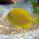 Aquarium of the Smokies