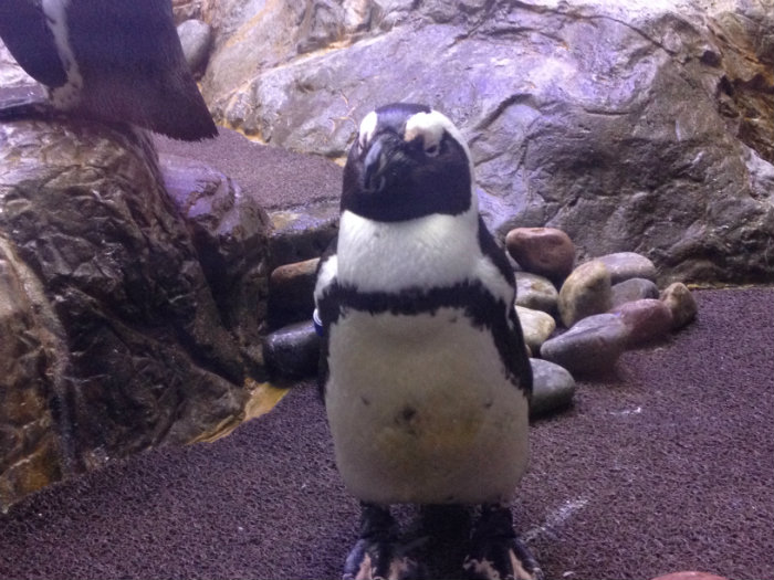 Aquarium of the Smokies