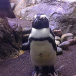 Aquarium of the Smokies