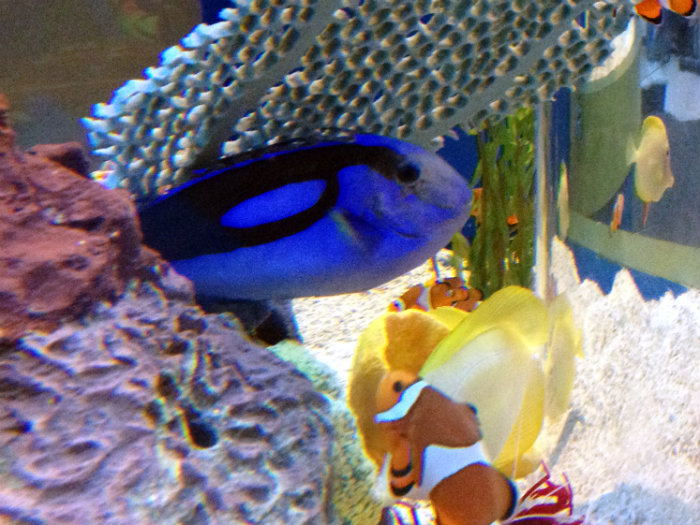 Aquarium of the Smokies
