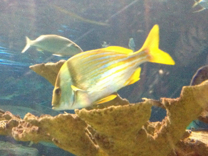 Aquarium of the Smokies
