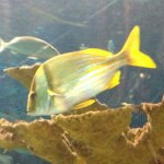 Aquarium of the Smokies